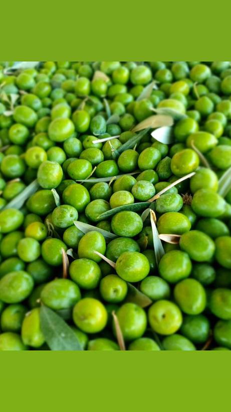 Olive verdi appena colte